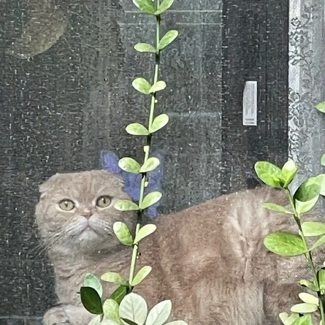 하퍄캬