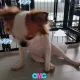 디쟈스