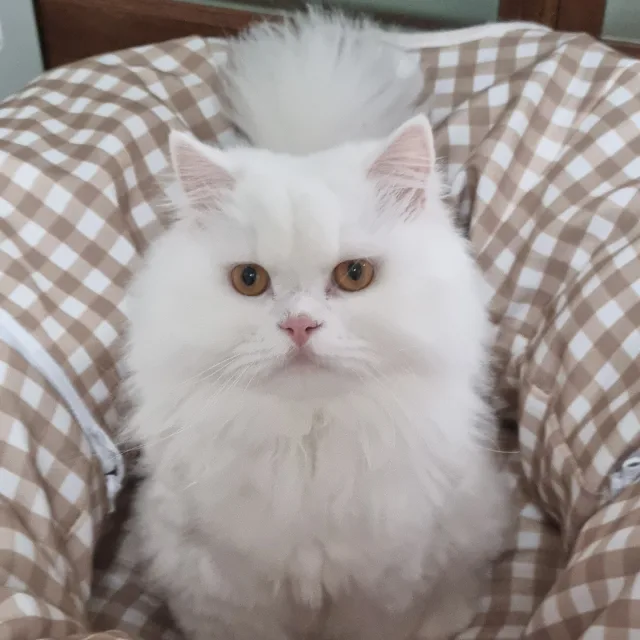 졔나