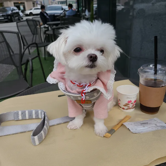 오로라