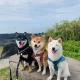 오감