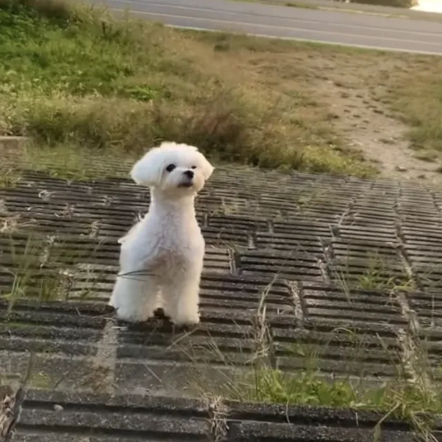 몽이