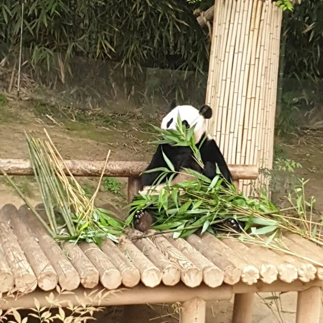 프필력