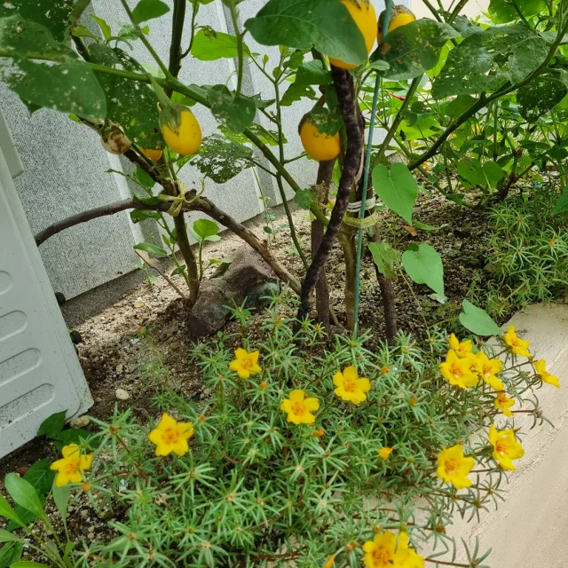 예삐