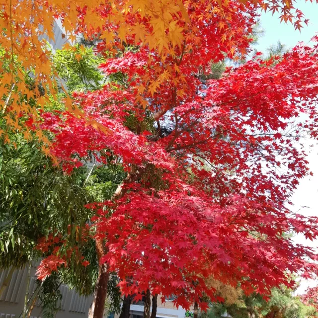 사계절