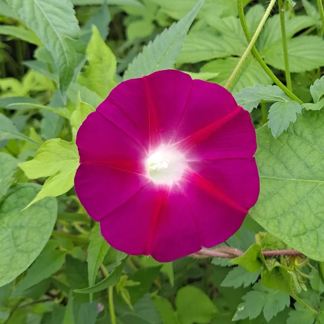 은빛날개