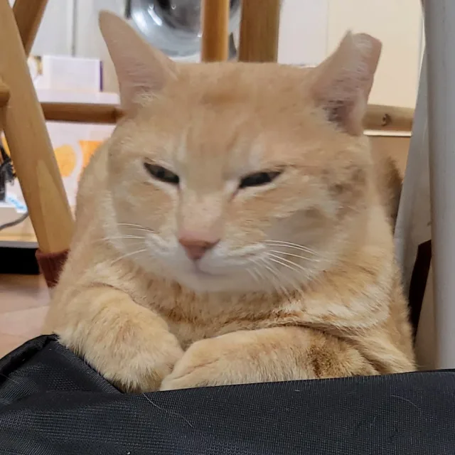 강호떡
