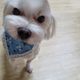 럭봉데디