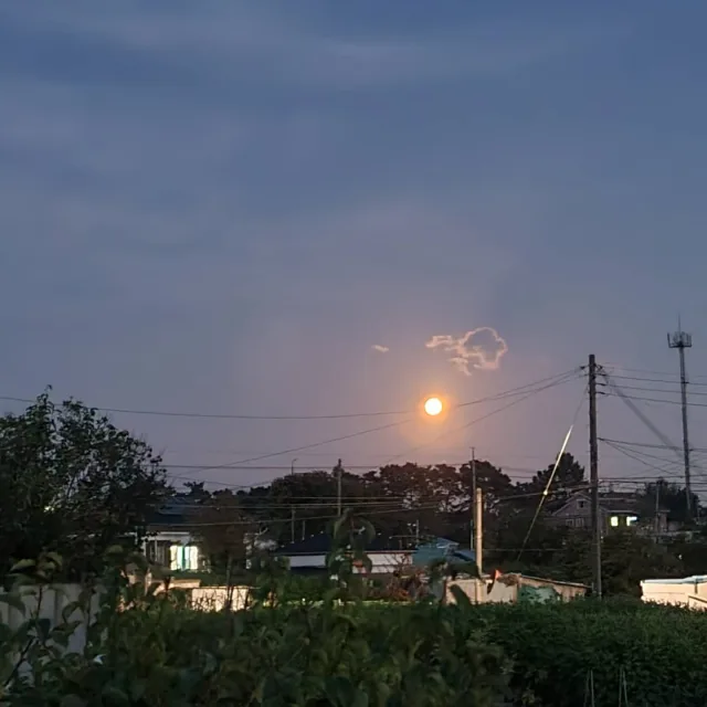 어떤동물