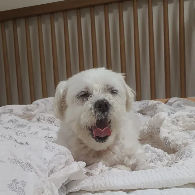 카츄