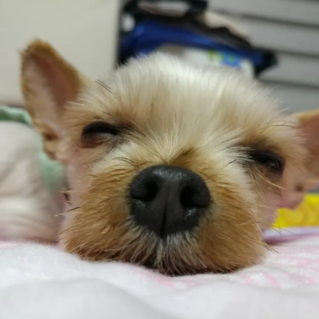난누규