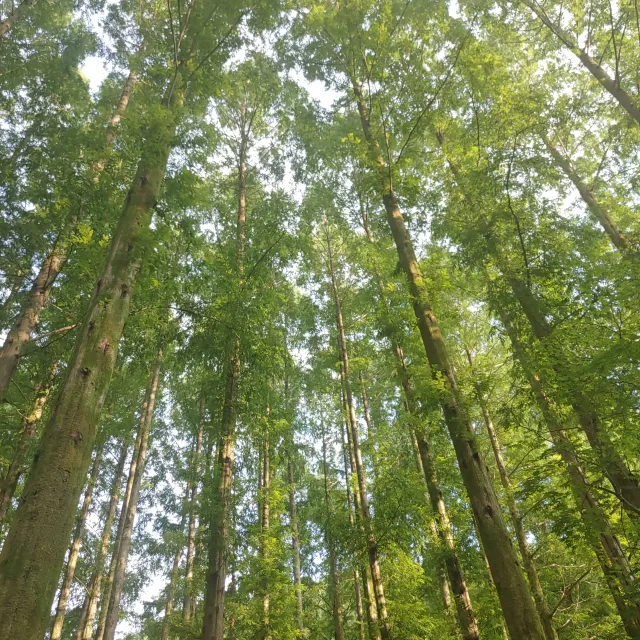 가야해