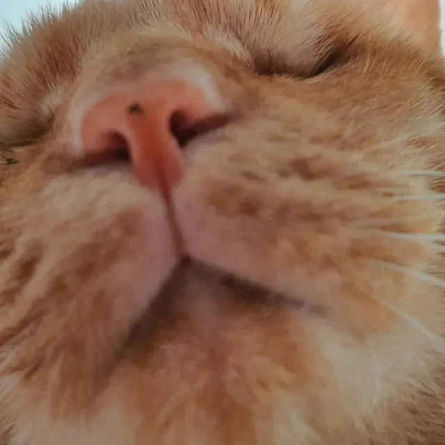 빤질고양이