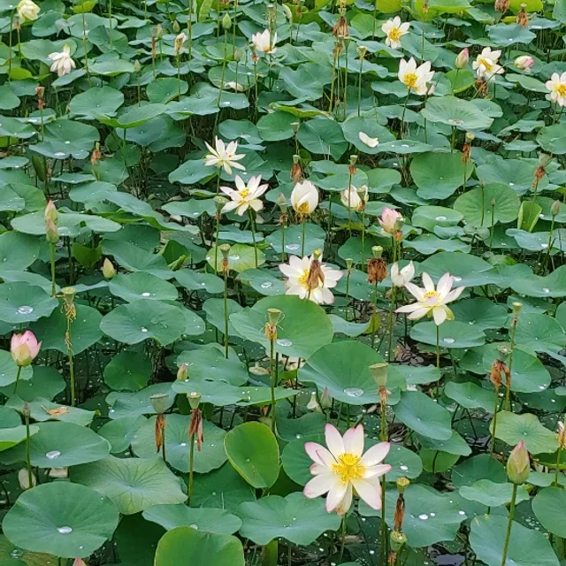 진이네