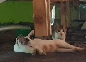 인간과동물복지