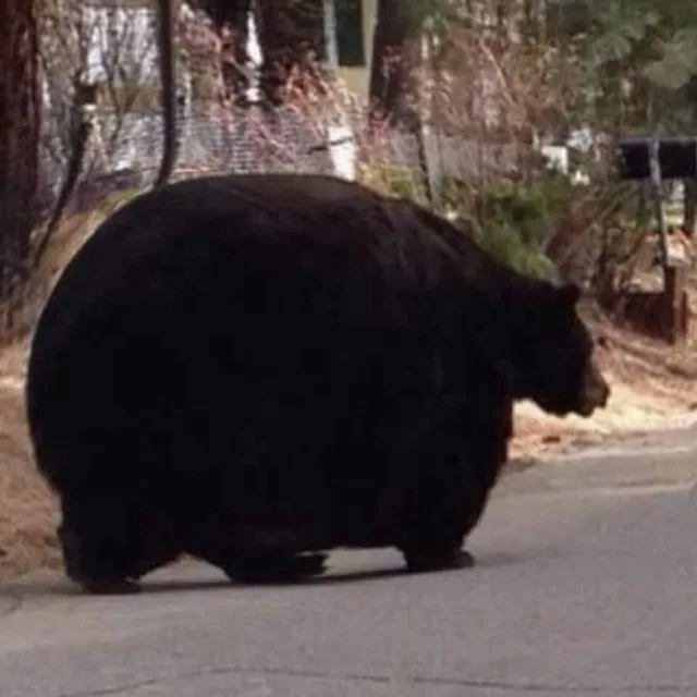 곰듸기곰듸기