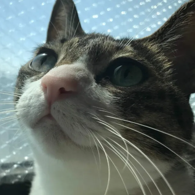 MJ
