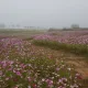라임향기