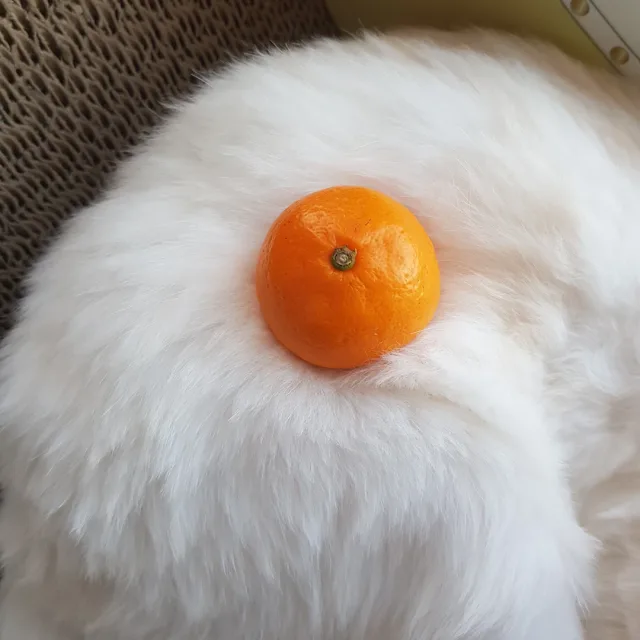 고양이죠아