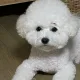 이비숑
