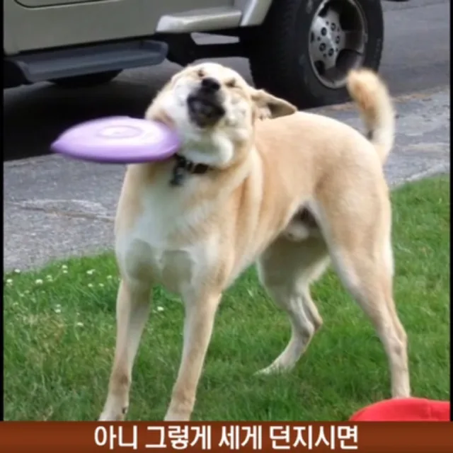 김개똥