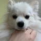 강쥐