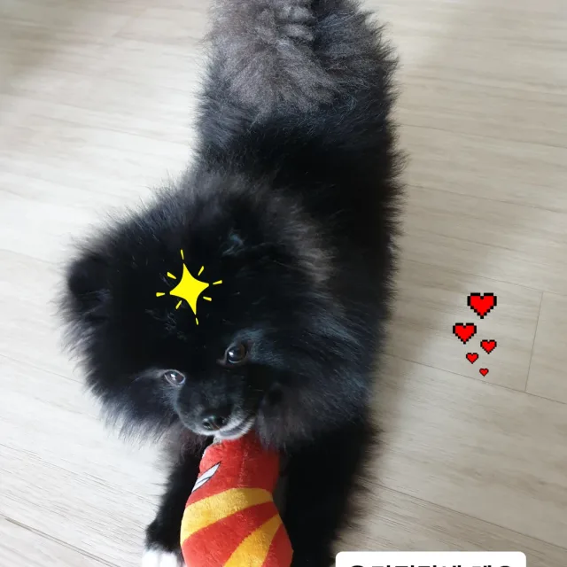 슈슈쭈쭈레오