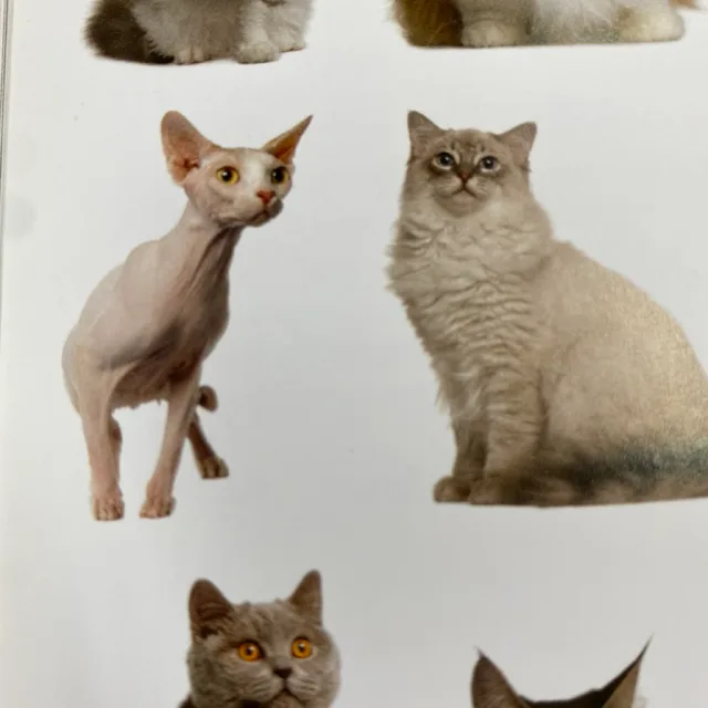 낭낭펀치