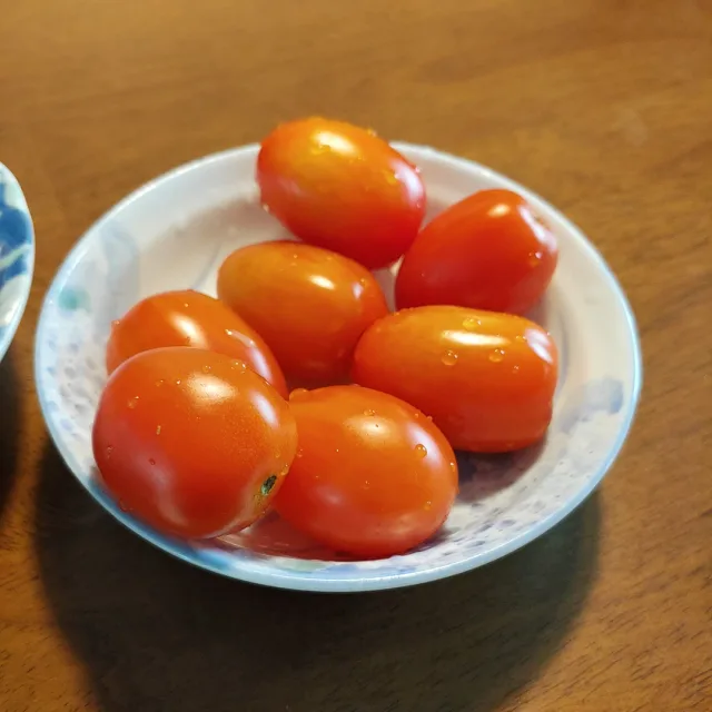 멋쟁이토마토