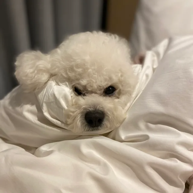 셀리