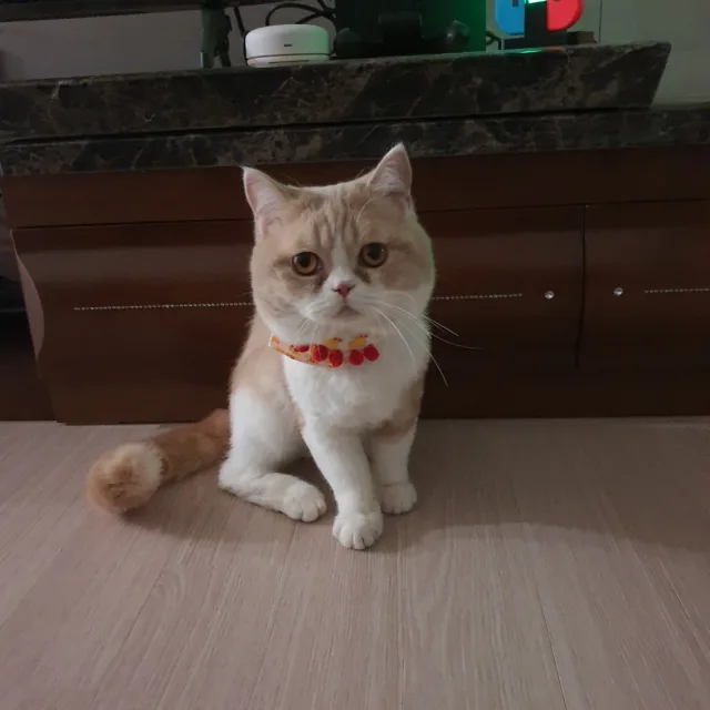 큰엉고