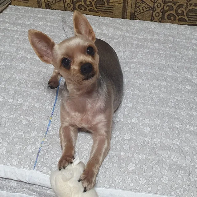 아꼼드