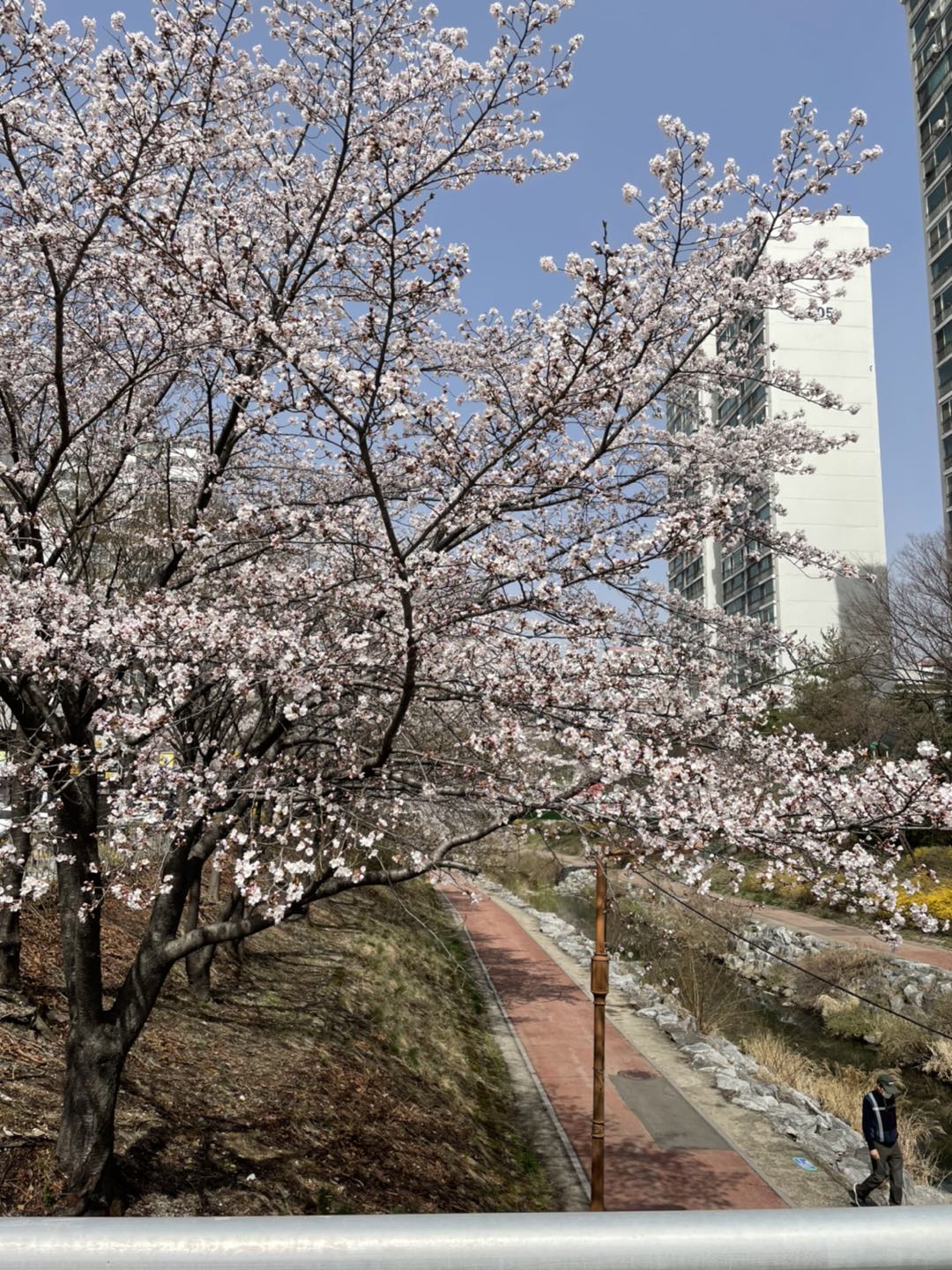 댕근