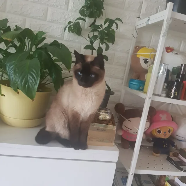 kurt