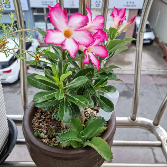 꽂고