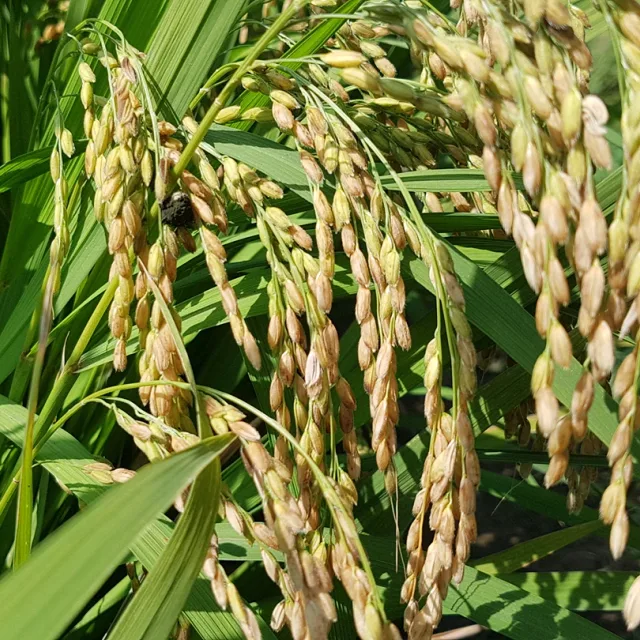 kfarm