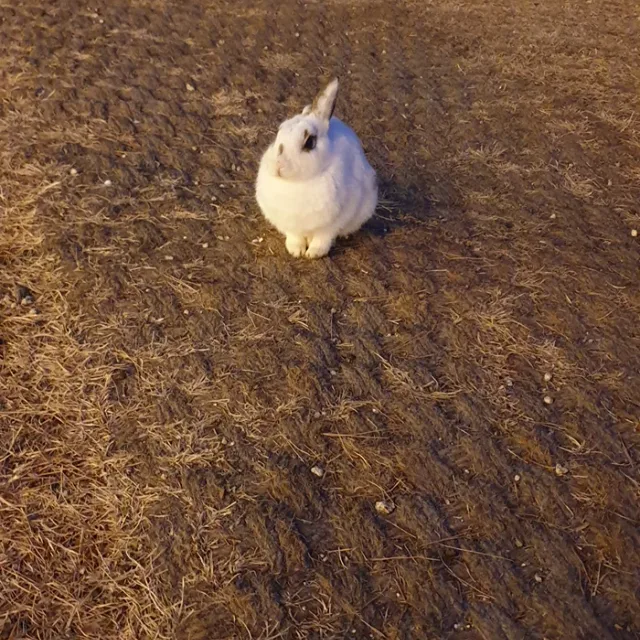 딸기레몬