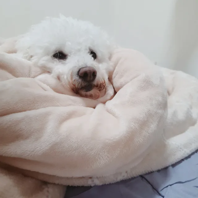 오에이붙임머리