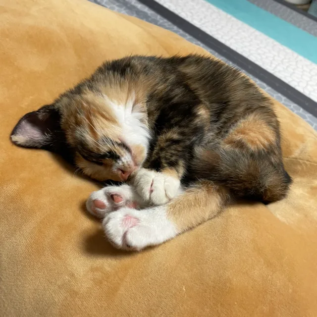 리우청지