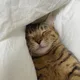 고양이쥬아