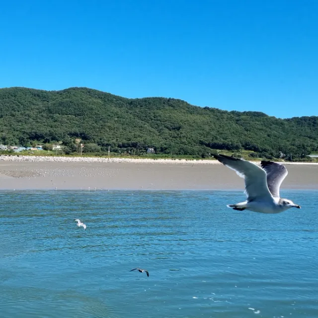 쥐똥나무