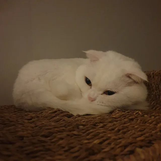 뿌엥