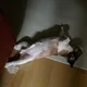 당근주셩