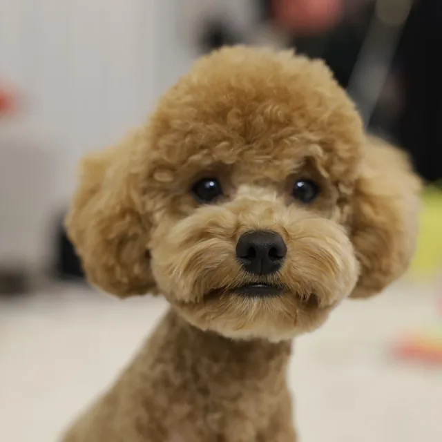 코코야