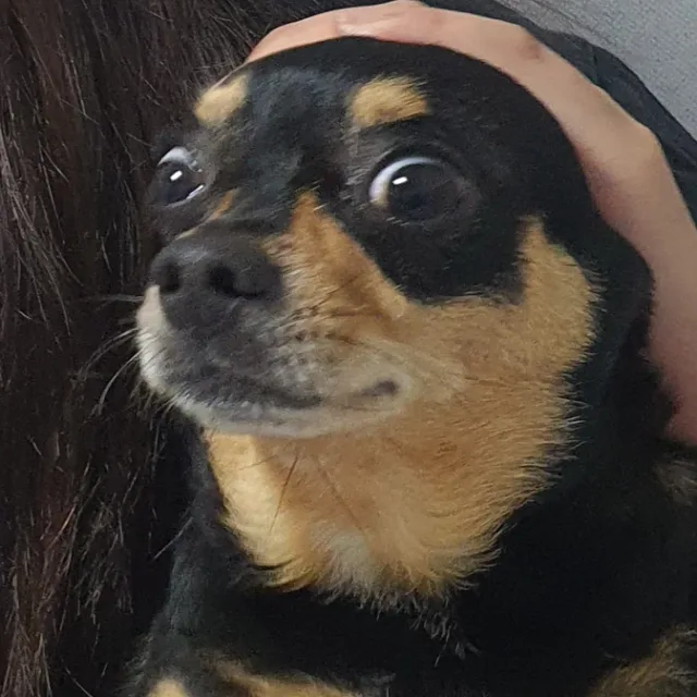 엘론머스크