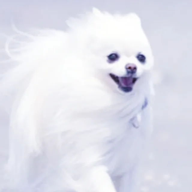 두리