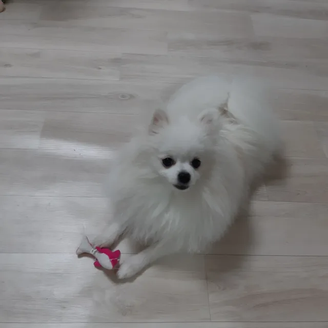 보름달