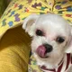 딸기솜이