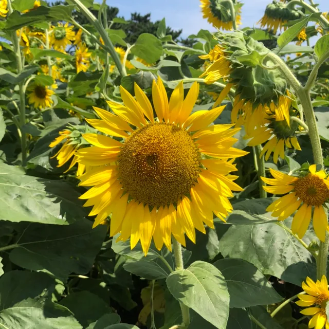 해파링링