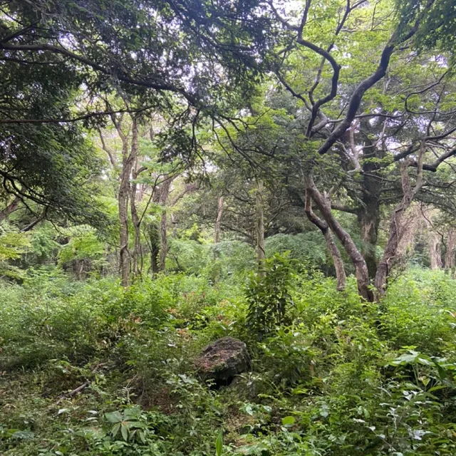 춤추는도토리